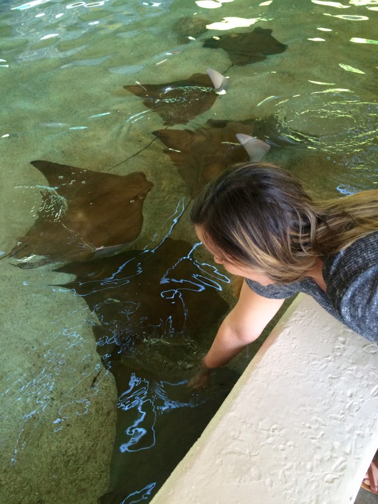 Pet Sting Rays at the St. Louis Zoo - 20 Things to do in St. Louis, The Pike's Place